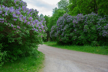 Fototapeta na wymiar Spring in the park, Purple lilac flowers on a country road in the summer.