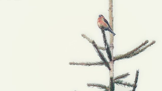 On the top of the spruce, the red crossbill male (Loxia curvirostra)
