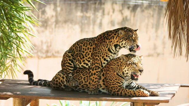 Rare video of a house of jaguars copulating