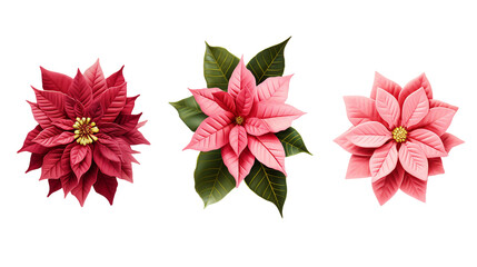 Poinsettia Flowers Collection Set on Transparent Background for Holiday Decoration and Garden Designs