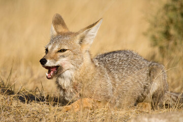 Argentinischer Kampfuchs, Patagonischer Fuchs, Pseudalopex griseus, Halbinsel Valdes, Argentinien,...