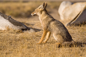 Argentinischer Kampfuchs, Patagonischer Fuchs, Pseudalopex griseus, Halbinsel Valdes, Argentinien, Südamerika