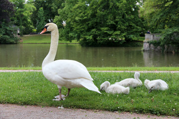 white swans family on the grass near water - 729371122
