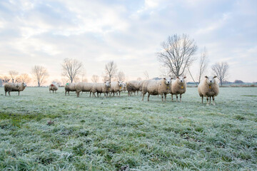 Beautiful winters morning at a sheep farm in the netherlands. Frost on the ground