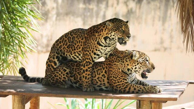 Rare video of a house of jaguars copulating
