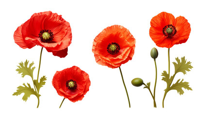 Fototapeta premium Poppy Collection: Vibrant Flowers, Essential Oil Design Elements, and Delicate Buds for Summer Garden Projects - Isolated on Transparent Background