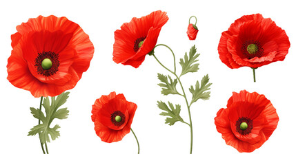 Poppy Collection: Vibrant Flowers, Essential Oil Design Elements, and Delicate Buds for Summer Garden Projects - Isolated on Transparent Background - obrazy, fototapety, plakaty