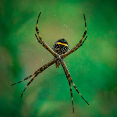 spider on the web