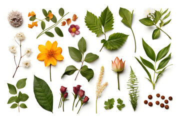 Collection of Flowers and leaves on white background - Ai Generated