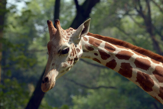 Close-up photo of an African giraffe
