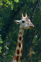 Obraz premium Close-up photo of an African giraffe