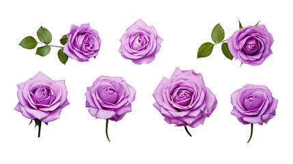 Purple Roses and Flowers Set - Exquisite Cut-Outs with Transparent Background, Ideal for Perfume and Essential Oil Branding