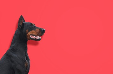 Portrait domestic young dog on red background