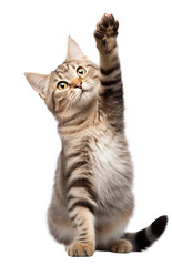 Lovey cat in funny facial expression and rising her paw isolated on transparent background PNG