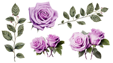 Purple Roses and Flowers Set - Exquisite Cut-Outs with Transparent Background, Ideal for Perfume and Essential Oil Branding