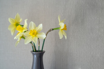 Still life with a blooming bouquet of daffodils in a vase on a textured beige background