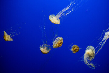 Jelly fish in the zoo park