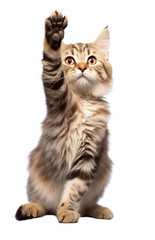 Lovey cat in funny facial expression and rising her paw isolated on transparent background PNG