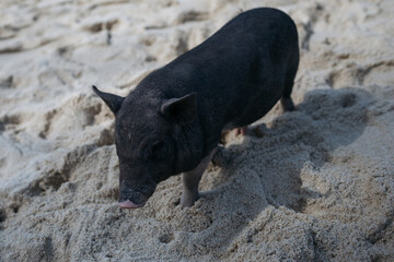 Black pig exploring the sandy beach, sniffing the ground curiously.