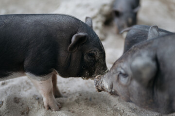A piglet nuzzles another on a sandy beach, with a focus on interaction and connection.