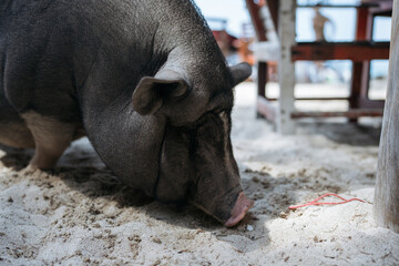 A robust pig roots in the sand on a beach, a natural foraging behavior in its environment.