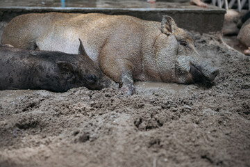 Two pigs relaxing in sand, having rest in shade.