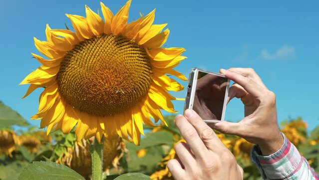 Man films a sunflower on smartphone. Worker bee sits on sunflower. Agricultural worker stands in a field of sunflowers and takes video on his smartphone. Quality control of sunflower ripening