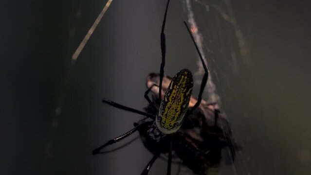 Close up of a silk orb weaver spider eating a butterfly in his net