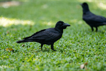 Two crows forage on a green grassy field in a park.