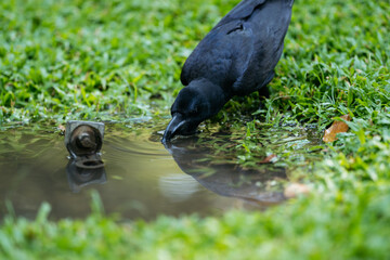  A crow drinks water, reflecting its image on a sunny day.