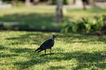 A crow on a green grassy field in a park.