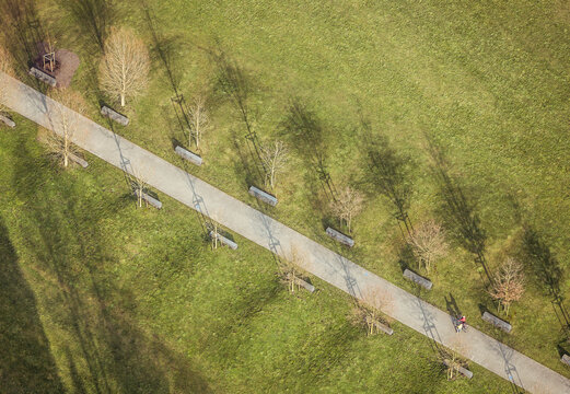 aerial view of row of trees in a park