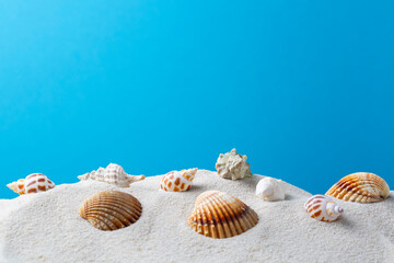 Fototapeta na wymiar seashells on a sandy beach blue background