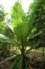 folhas planta de floresta tropical 
