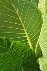folha verde ornamental de planta com folha grande em formato de coração 