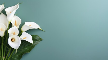 White calla lily flowers on plain background with copy space.