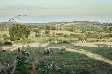  Countryside landscape with sheeps in Ireland