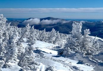 Snow covered branches and trees in the Alpine Zone of Mount Washington NH during the wintertime. This extreme hiking journey is covered in snow and icy.