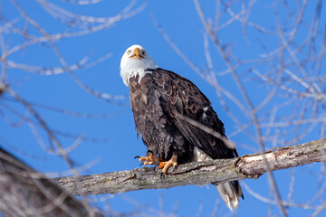 Bald Eagle At Rest in a Barren Tree