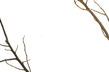 Minimalist banner with tree branches