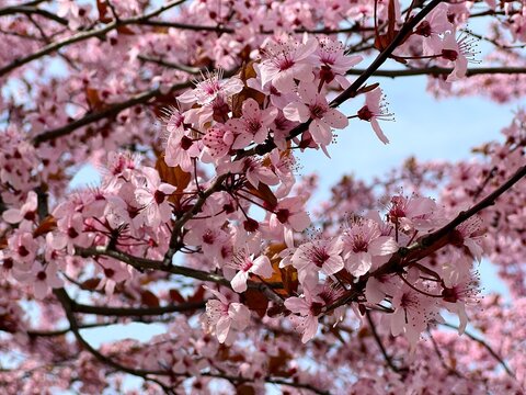 Spring blossom pink flowers cherry sakura tree 