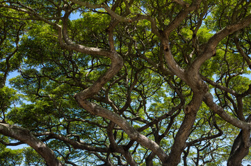 Green Banyan Tree Leaf Canopy Under Turquoise Blue Sky.