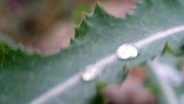 Footage Dew drops on wild leaves. Shot in 4k Resolution. Cikancung, Indonesia