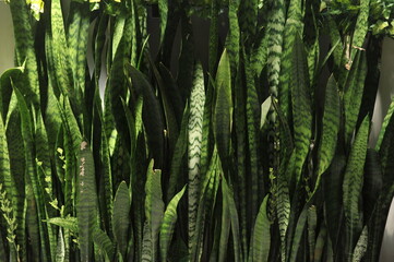 serpente planta espada de são jorge conhecida no brasil - obrazy, fototapety, plakaty