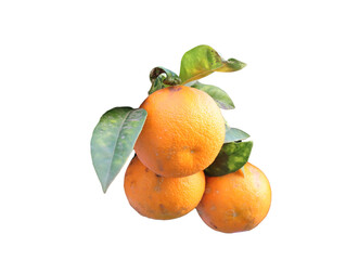 Group of oranges with leaves-