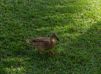 Black and Brown Duck Walking on Green Grass.