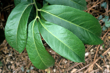 Obraz premium Prunus laurocerasus, Laurier cerise