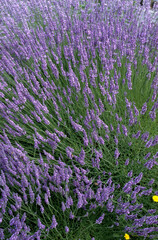 Naklejka premium Lavandula angustifolia , Lavande