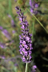 Lavandula angustifolia , Lavande