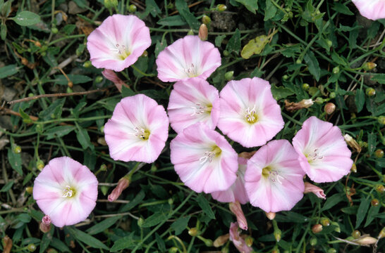 Convolvulus arvensis, Liseron des champs